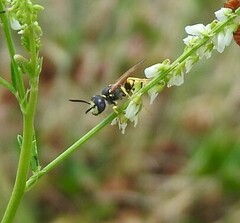 Philanthus triangulum