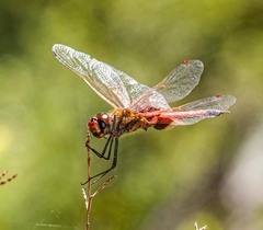 Tramea loewii