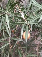 Bonellia macrocarpa