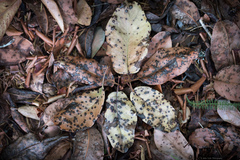 Ruptoseptoria unedonis