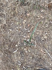 Agave angustifolia
