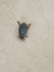 Onychohydrus scutellaris