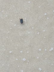 Onychohydrus scutellaris