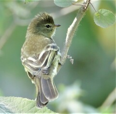 Camptostoma obsoletum