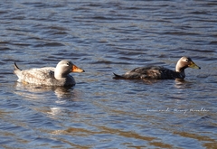 Tachyeres patachonicus