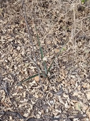 Agave angustifolia
