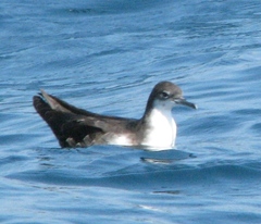 Puffinus subalaris