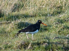 Haematopus leucopodus