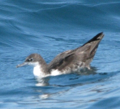 Puffinus subalaris