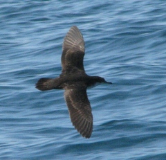 Puffinus subalaris