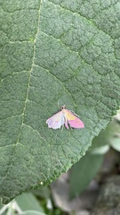 Choristostigma perpulchralis