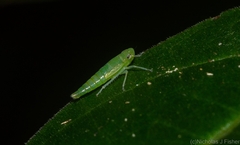 Membracoidea