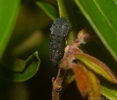 Isacantha rhinotioides