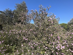 Melaleuca nesophila