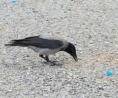 Corvus cornix