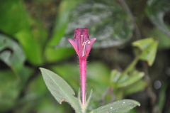 Columnea