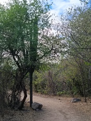 Pachycereus pecten-aboriginum