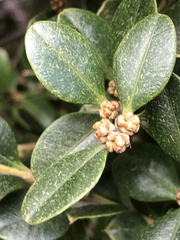 Eurytetranychus buxi