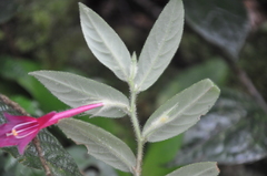 Columnea