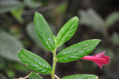 Columnea