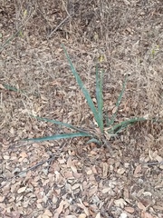 Agave angustifolia