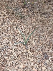 Agave angustifolia