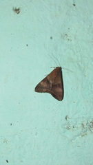 Melipotis fasciolaris