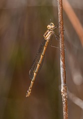 Austrolestes minjerriba
