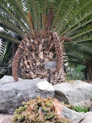 Encephalartos kisambo