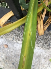 Ophiomyia kwansonis