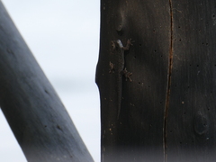 Lygodactylus chobiensis