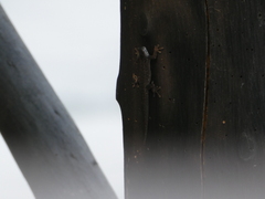 Lygodactylus chobiensis