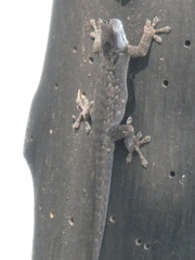 Lygodactylus chobiensis