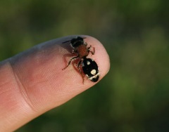 Ronisia barbarula