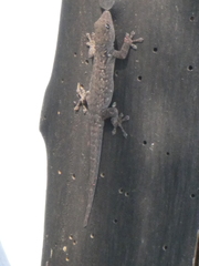 Lygodactylus chobiensis