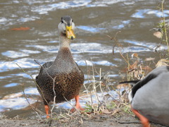 Anas rubripes × platyrhynchos