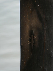 Lygodactylus chobiensis