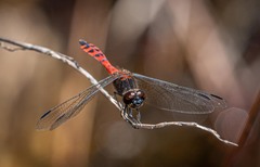Austrothemis nigrescens