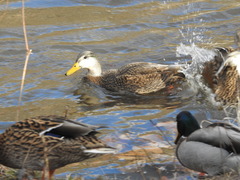 Anas rubripes × platyrhynchos