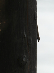 Lygodactylus chobiensis