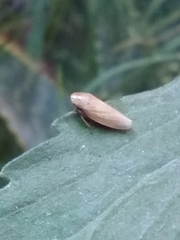 Iassinae