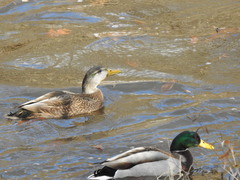 Anas rubripes × platyrhynchos