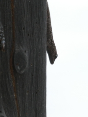 Lygodactylus chobiensis