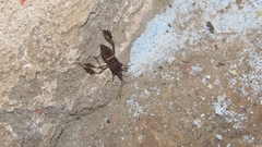 Leptoglossus zonatus
