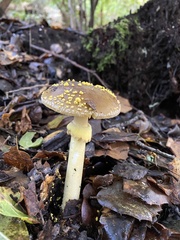 Amanita augusta