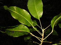 Sarcomelicope simplicifolia
