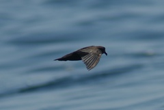 Hydrobates microsoma