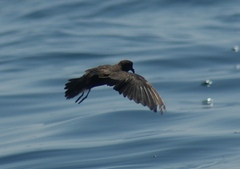 Hydrobates microsoma