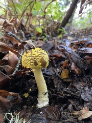 Amanita augusta