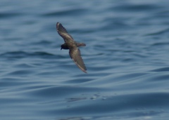 Hydrobates microsoma